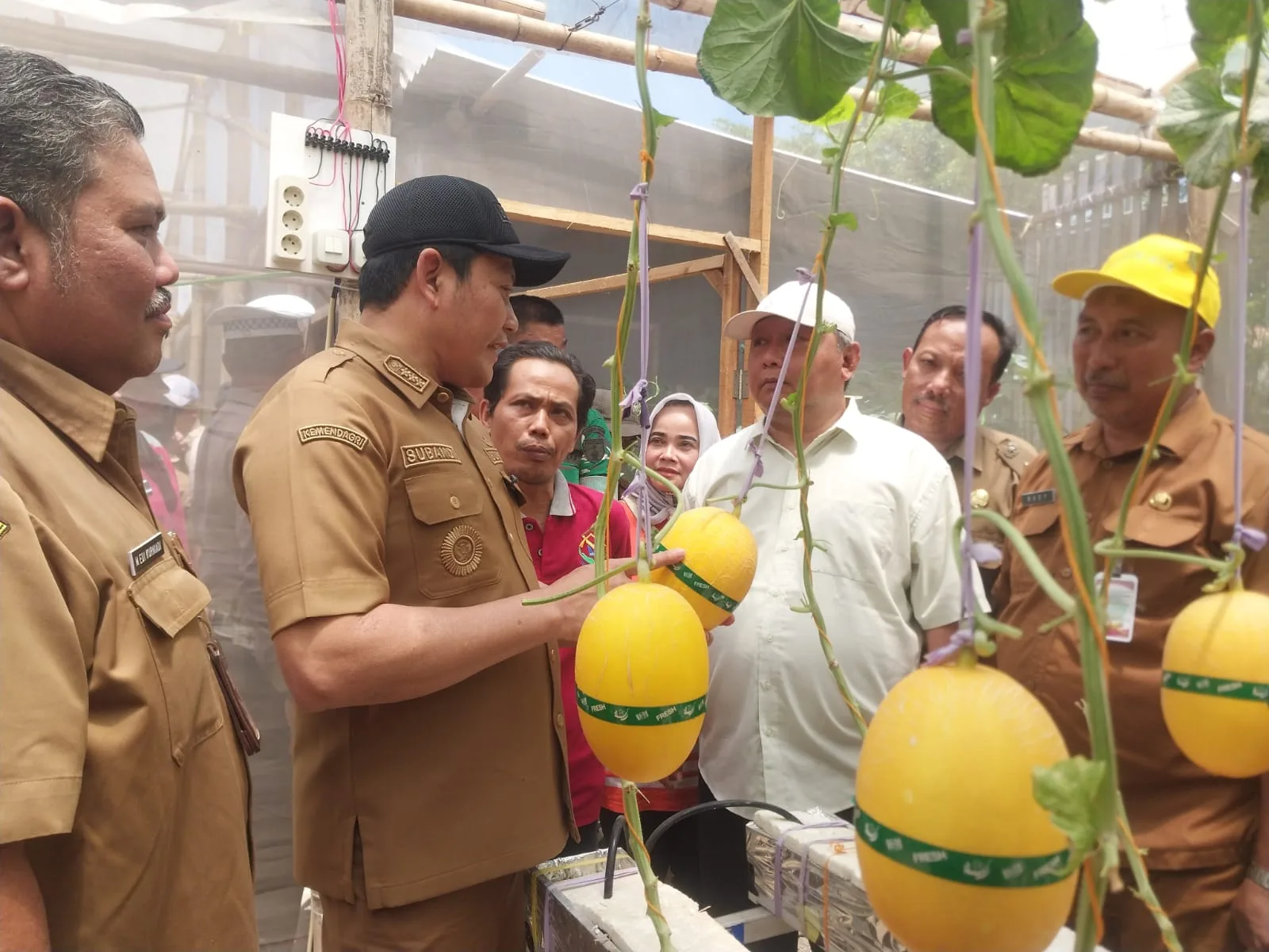 Dari Greenhouse Jadi Wisata, BUMDes Sidorejo Kembangkan Melon Premium