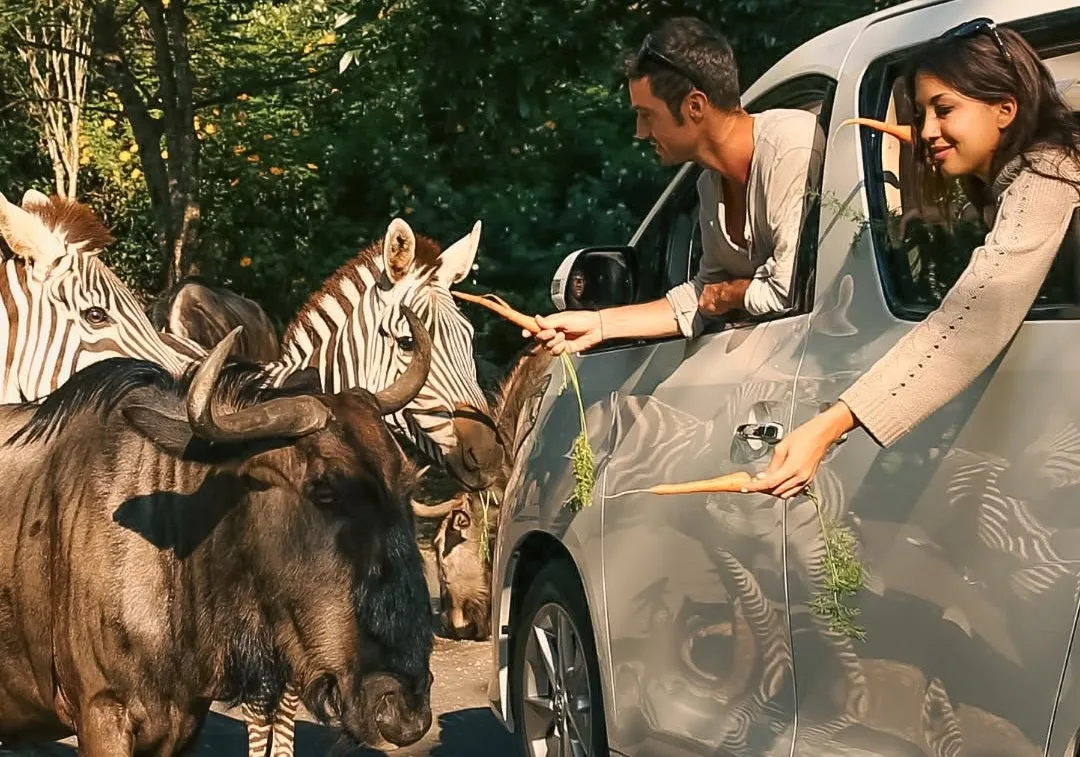 Serasa Masuk ke Alam Liar! Ini Daya Tarik Taman Safari Prigen yang Bikin Penasaran