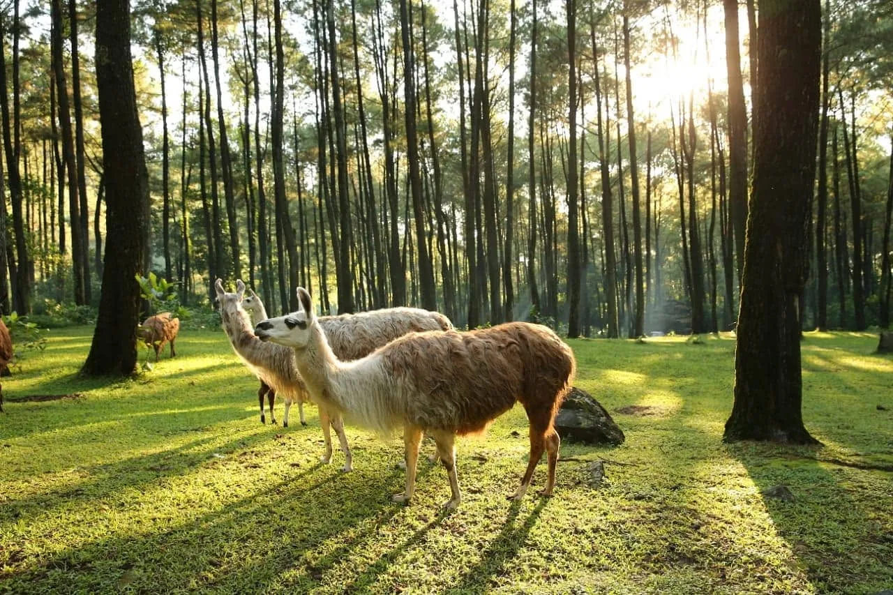Serasa Masuk ke Alam Liar! Ini Daya Tarik Taman Safari Prigen yang Bikin Penasaran