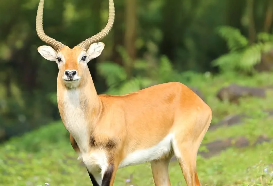 Serasa Masuk ke Alam Liar! Ini Daya Tarik Taman Safari Prigen yang Bikin Penasaran