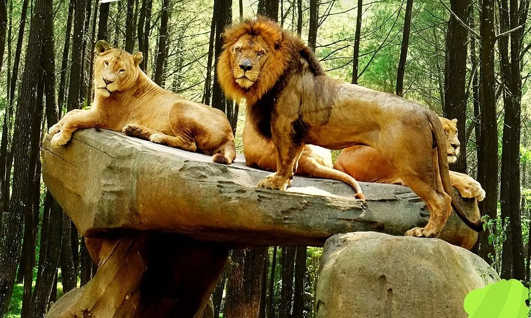 Serasa Masuk ke Alam Liar! Ini Daya Tarik Taman Safari Prigen yang Bikin Penasaran