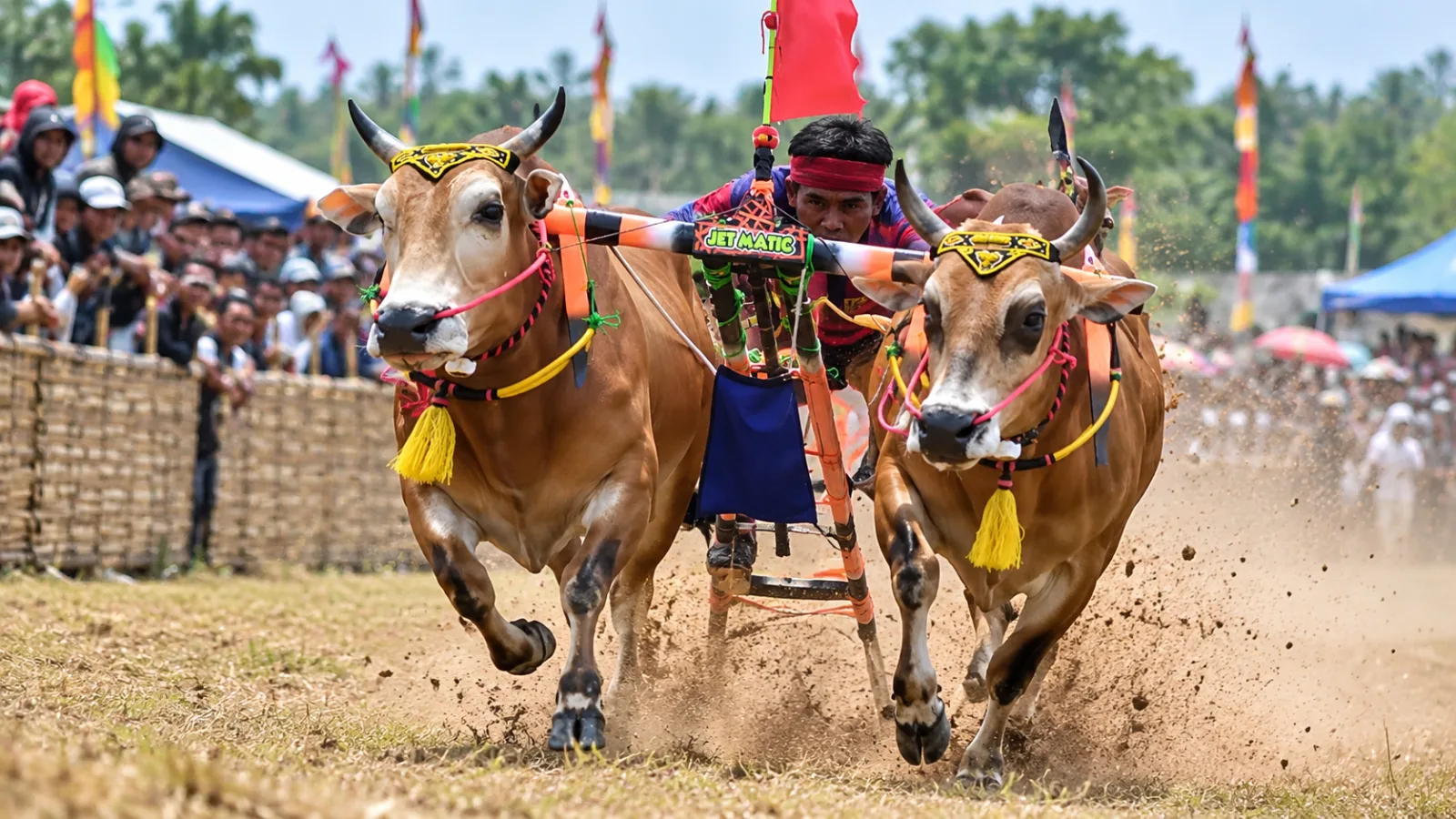 Inilah 48 Nama Sapi Masuk Seleksi Kerapan Sapi Sampang, Digelar 18 Oktober 2026