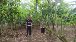 Petani Kakao Milenial Asal Trenggalek Raup Jutaan Rupiah, Adib : Ditanam Tahun 1998