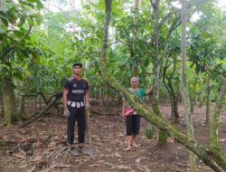 Petani Kakao Milenial Asal Trenggalek Raup Jutaan Rupiah, Adib : Ditanam Tahun 1998