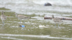 Burung Migrasi di Trenggalek Berbeda dari Tulungagung, Gajahan Pengala Ditemukan di Cengkrong