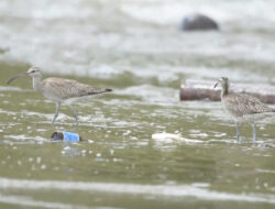 Burung Migrasi di Trenggalek Berbeda dari Tulungagung, Gajahan Pengala Ditemukan di Cengkrong