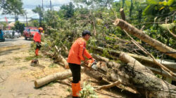 Angin Kencang Terjang Trenggalek, Pohon Tumbang hingga Tower Roboh