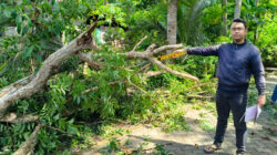 Pengendara Tewas Tertimpa Ranting Pohon Mahoni di Gandusari